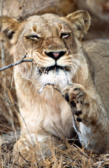 Obraz na płótnie Canvas Leone - lion (Panthera leo) Kruger National Park in Sud Africa 
