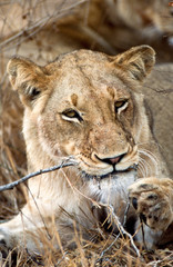 Leone - lion (Panthera leo) Kruger National Park in Sud Africa
