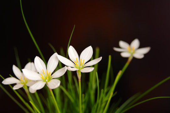  Flowers Rain lily, Zephyranthes white (Candida Herb) on dark background 
