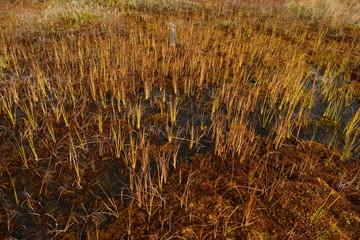 Flooded swamp forest fall bright yellow red