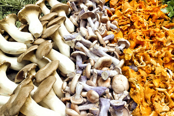 Close up of harvest of chanterelles, pied bleu and king oyster wild mushrooms after wild food foraging