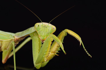 European Mantis, Mantis religiosa