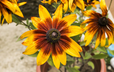 Black-Eyed-Susan flower or Rudbeckia hirta flower at Nishant Bag