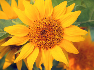 beautiful yellow Sunflower