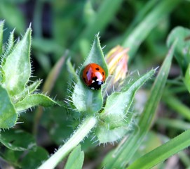 coccinelle