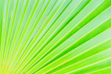 Obraz premium abstract green nature background