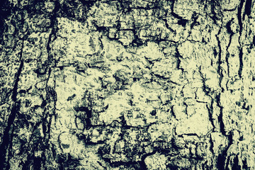Abstract Black and White tree bark texture