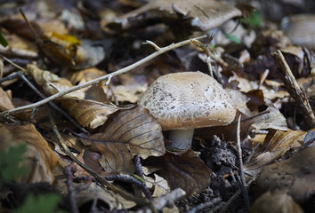 Einsamer Pilz im Laub versteckt im Herbst