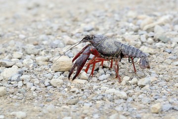 procambarus clarkii mentre attraversa una strada