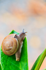 Little snail on a green leaf