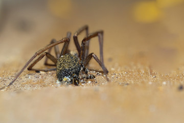 Ameisen bei der Arbeit