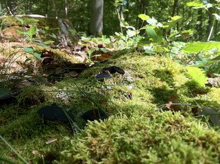 champignon nature bois
