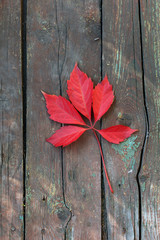 autumn leaves vine