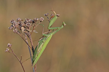 Grüne Mantis