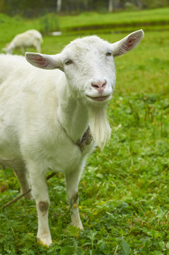 White goat on the green pasture