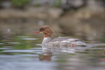 Swimming common goosander (merganser)