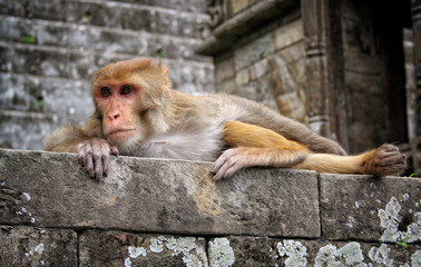 Monkey at sacred place in Kathmandu, Nepal