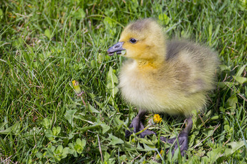 A fluffy Canadian Goose gosling in spring.