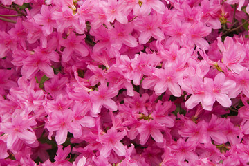 Azaleas in Bloom