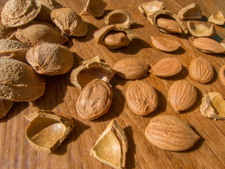 apricot seed and cracked apricot seeds