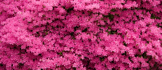 Vlies Fototapete Blumen und Pflanzen Panorama der rosa Azaleen in voller Blüte