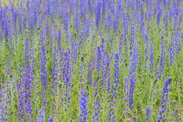 Viper's Bugloss or Blueweed (Echium vulgare) field