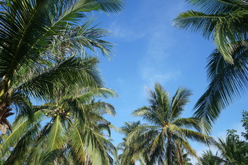 Fototapeta na wymiar Coconut Tree
