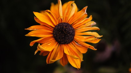 Black Eyed Susan