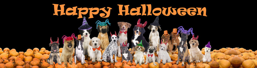 Happy halloween dogs