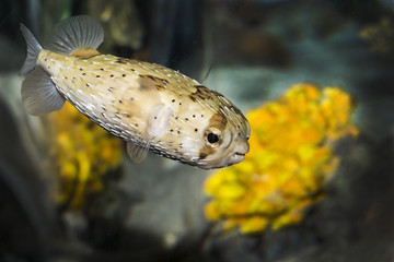 A little Puffer fish at a local aquarium. © darlenemunro