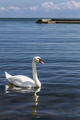 Obraz premium A lone Trumpeter Swan on Lake Ontario in Toronto.