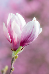 Fototapeta premium Magnolia Blossom