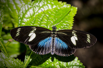 Close up of a Doris Butterfly with wings outstretched.