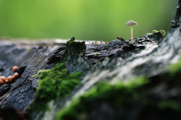 poisonous mushrooms in the forest