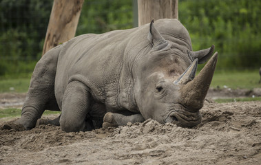 A White Rhinoceros at the local zoo, resting in the cool sand.