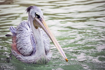 A Pink-Backed Pelican at the local zoo, swimming.
