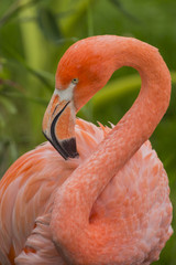 An Amercian Flamingo at the local zoo.