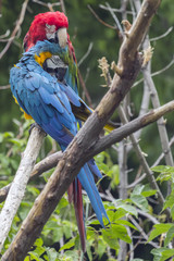 A pair of Macaws at the local zoo, preening each other.