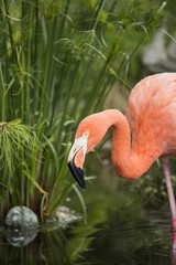 An Amercian Flamingo at the local zoo.