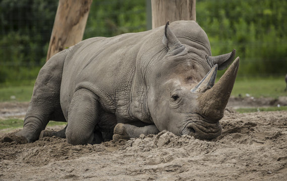 A White Rhinoceros at the local zoo, resting in the cool sand.