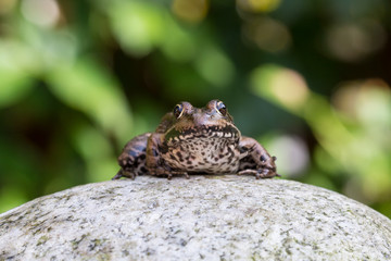 Common water frog sitting on a stone