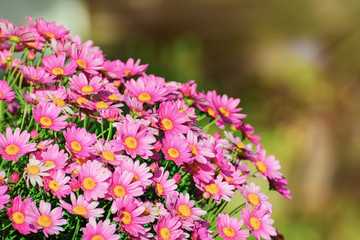Obraz premium Сhrysanthemum