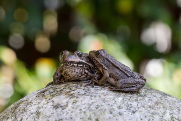 Two common water frogs on a stone