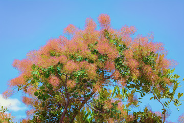 Smoketree