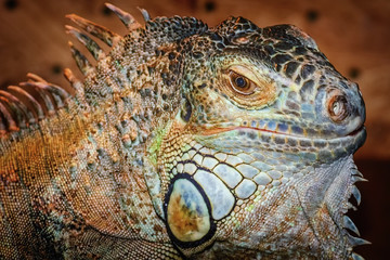 Iguana
