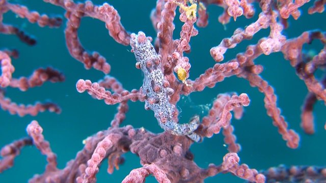 Pink Pygmy seahorse on gorgonian coral