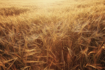 texture of barley ears in the field