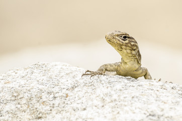 Close-up of a brown lizard basking on a stone
