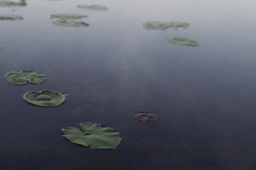 Ранним утром на пруду