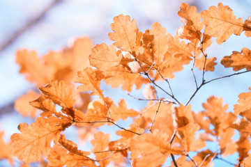 background texture of yellow leaves autumn leaf background